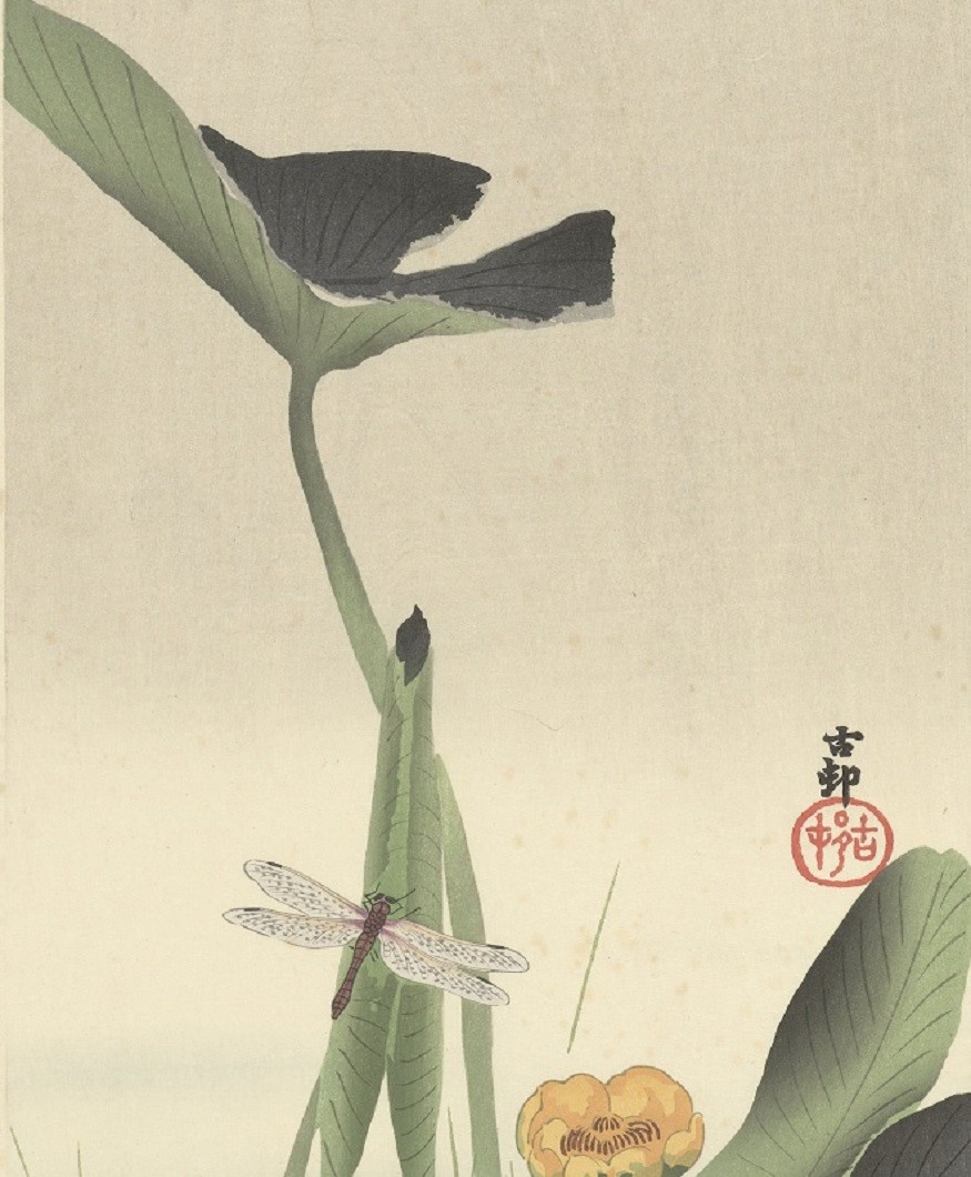 Libelle