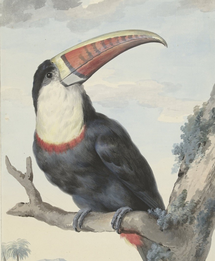 Schouman: Toekan