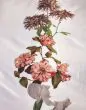 ESSENZA Dorena Wit Dekbedovertrekset 200 x 220 cm