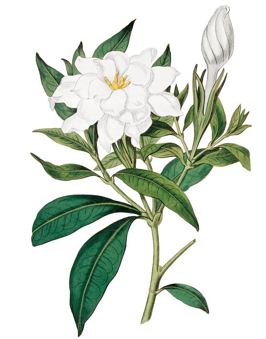 Gardenia