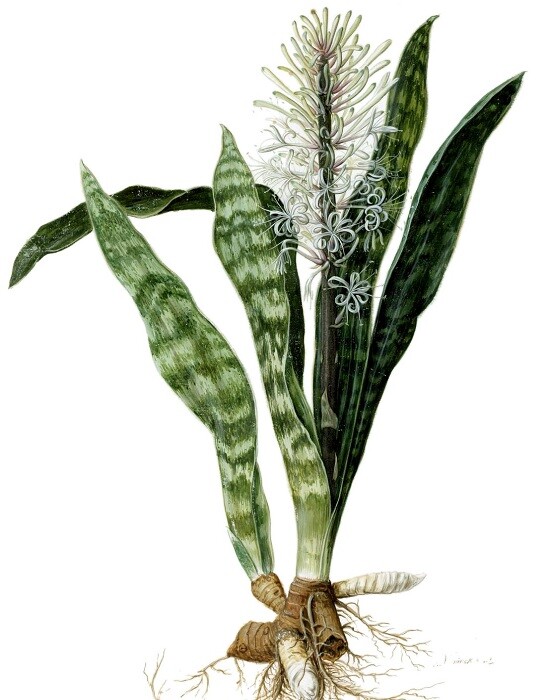 Sanseveria